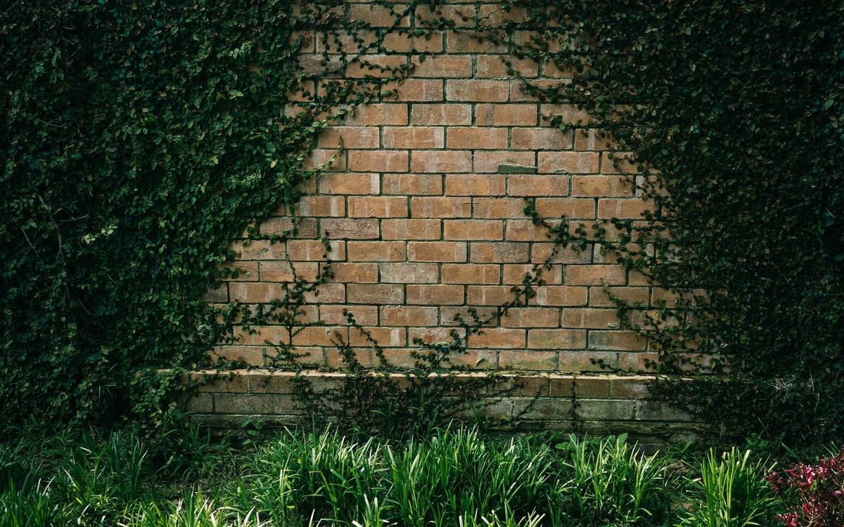 Ivy covered brick garden wall above a planted border